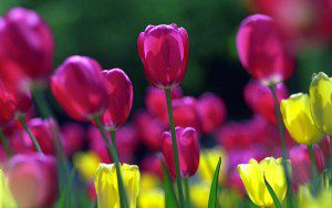 puple-spring-tulips