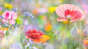 Summer-Poetry