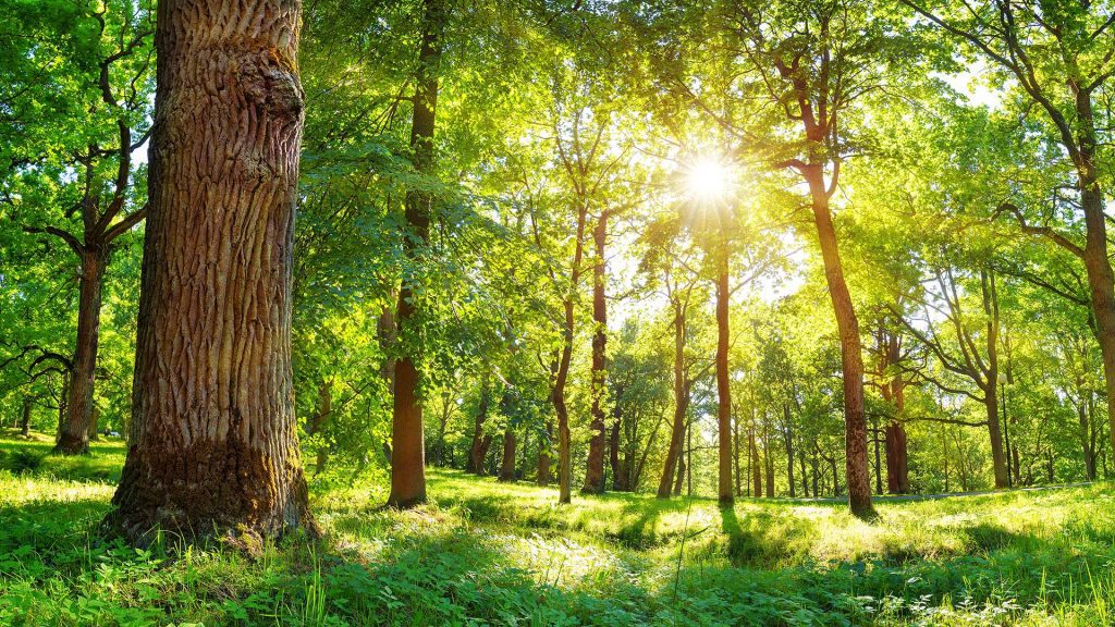 benefits-of-trees