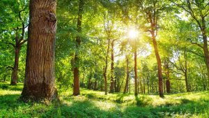 benefits-of-trees