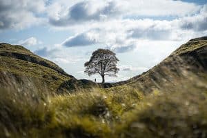 Sycamore_Gap_Tree