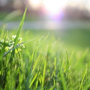 Gardening & Landscaping