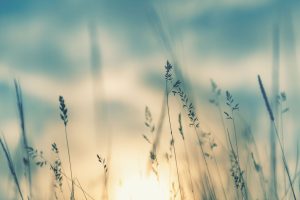 spring-mental-health