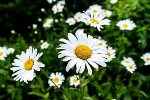 daisies